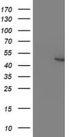KCNAB1 Antibody (clone OTI9F7)