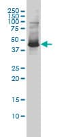 ZNF174 Antibody (clone 2D7-E9)