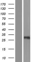 C3orf80 Protein (Over-Expression Lysate Myc-DDK (Flag))