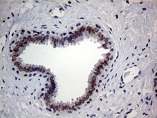 MLH1 Antibody (aa299-527, clone OTI3D1, Carrier-free)