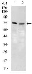 SLC27A5 / BACS Antibody (aa508-570, clone 4B11C10)