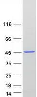 Human NDE1 Protein (Recombinant Myc-DDK (Flag))