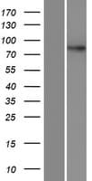 DPY19L4 Protein (Over-Expression Lysate Myc-DDK (Flag))