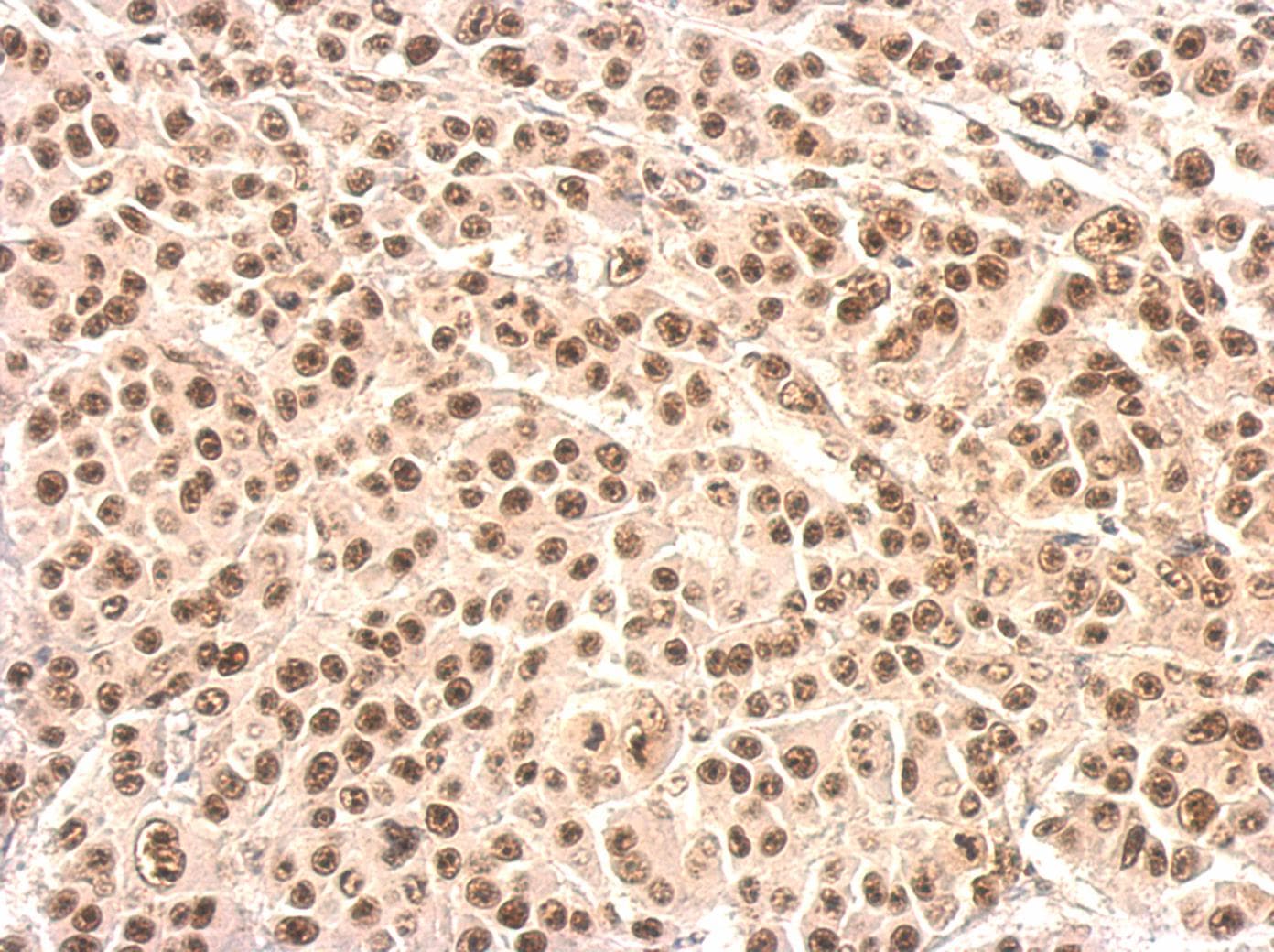 XRCC4 Antibody (aa216-309)
