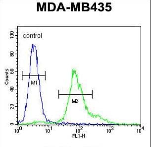 IHC-plus™ ERO1LB Antibody (aa266-293)