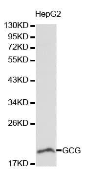 PathPlus™ GCG / Glucagon Antibody