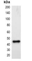 Monoclonal Mouse mCherry Tag Antibody (WB)