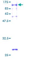 Human NXF2 Protein (Recombinant GST)
