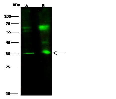 STRA8 Antibody (Preservative Free)