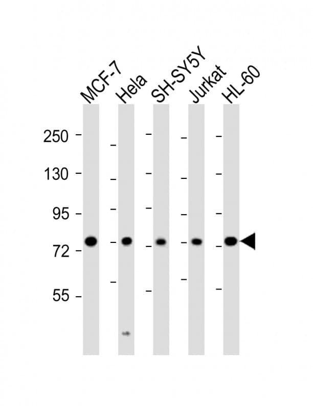 KIF22 / OBP Antibody (aa423-456)