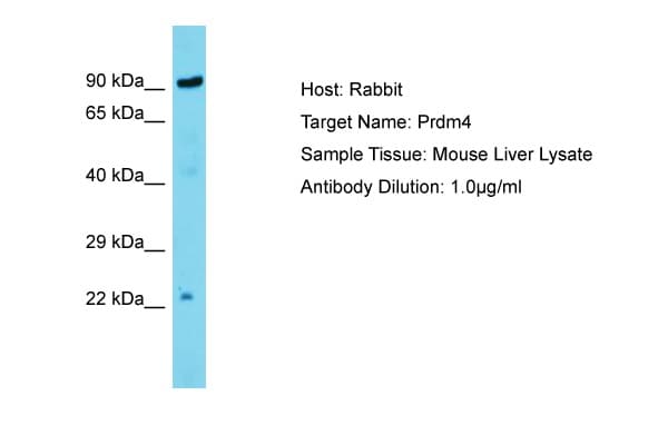 PRDM4 Antibody (C-Terminus)