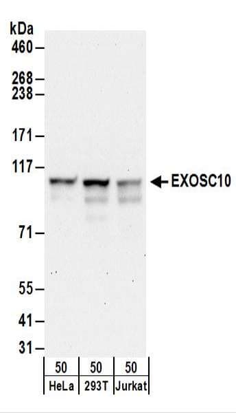 EXOSC10 Antibody (aa750-800)