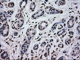 MAPK1 / ERK2 Antibody (clone OTI9H1)