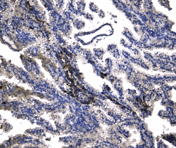 NOX4 Antibody
