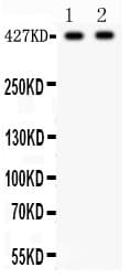 DMD / Dystrophin Antibody (aa3076-3404)