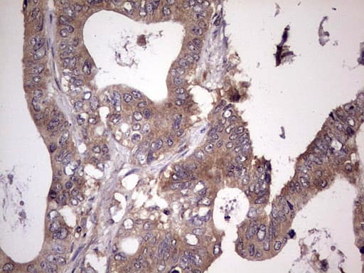 UFD1L Antibody (clone OTI8G6)