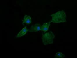 DNM1L / DRP1 Antibody (clone OTI3F3, Carrier-free)
