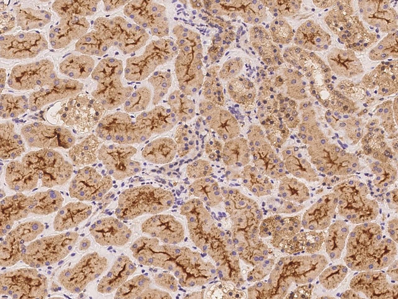 DUSP8 Antibody