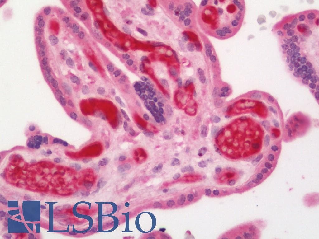 IHC-plus™ Adiponectin Antibody