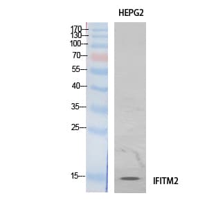 IFITM2 Antibody