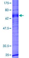 Human GPR173 / SREB3 Protein (Recombinant GST)
