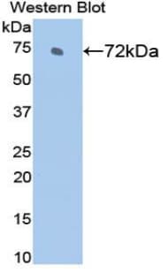 HSPA2 Antibody (aa1-633)