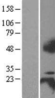 Human TNFRSF17 / BCMA Protein (Over-Expression Lysate Myc-DDK (Flag))