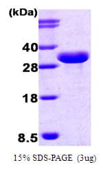 Human ISG15 Protein (Recombinant)