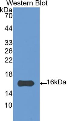IL4 Antibody (aa26-136, Cy3)
