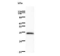 Requiem / DPF2 Antibody (clone 2283C1a)
