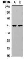 GABRA2 Antibody