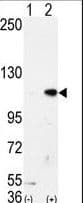 KDM1A / LSD1 Antibody (aa108-142)