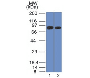 Monoclonal Mouse anti-Human CANX / Calnexin Antibody (clone CANX/1543, Azide-free,BSA-free, IHC, WB)