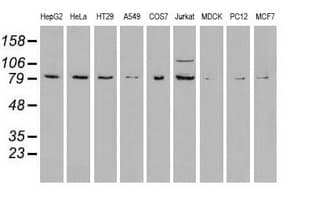 BRAF / B-Raf Antibody (clone OTI3A7)