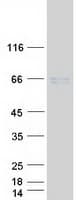 Human NFIA / Nuclear Factor 1 Protein (Recombinant Myc-DDK (Flag))