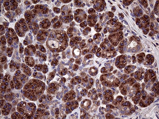 SEC23B Antibody (aa392-641, clone OTI8G4, Carrier-free)