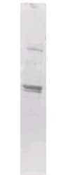 MBP Tag Antibody