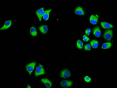 Polyclonal Rabbit anti-Human MARVELD3 Antibody (IF)