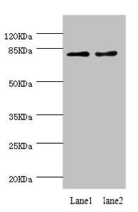 Dipeptidyl Peptidase 3 / DPP3 Antibody