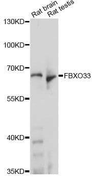 Polyclonal Rabbit anti-Human FBX33 / FBXO33 Antibody (WB)