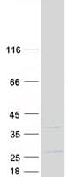 Human SPIN / SPIN1 Protein (Recombinant Myc-DDK (Flag))