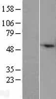 COX4I2 Protein (Over-Expression Lysate Myc-DDK (Flag))
