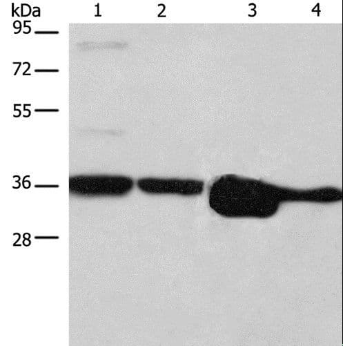 ELAVL1 / HUR Antibody