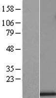 UQCRB Protein (Over-Expression Lysate Myc-DDK (Flag))