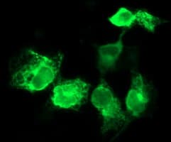 CD163 Antibody (clone OTI1D5)