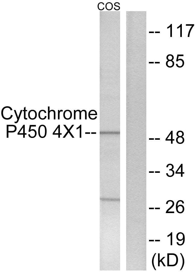 CYP4X1 Antibody
