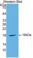 CTLA4 / CD152 Antibody (aa45-185, APC)