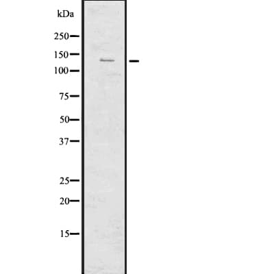 IRS4 Antibody