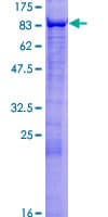 Human MSL2 Protein (Recombinant GST)