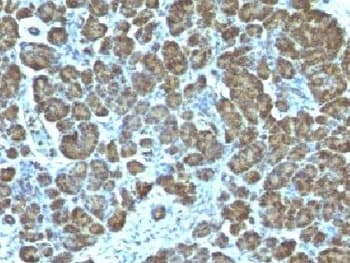 Mitochondria Antibody (clone 113-1, Azide-free, BSA-free)